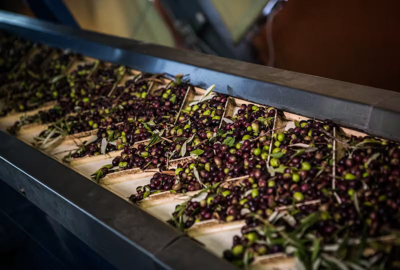 Fresh olives being sorted on conveyor belt before extra virgin olive oil production